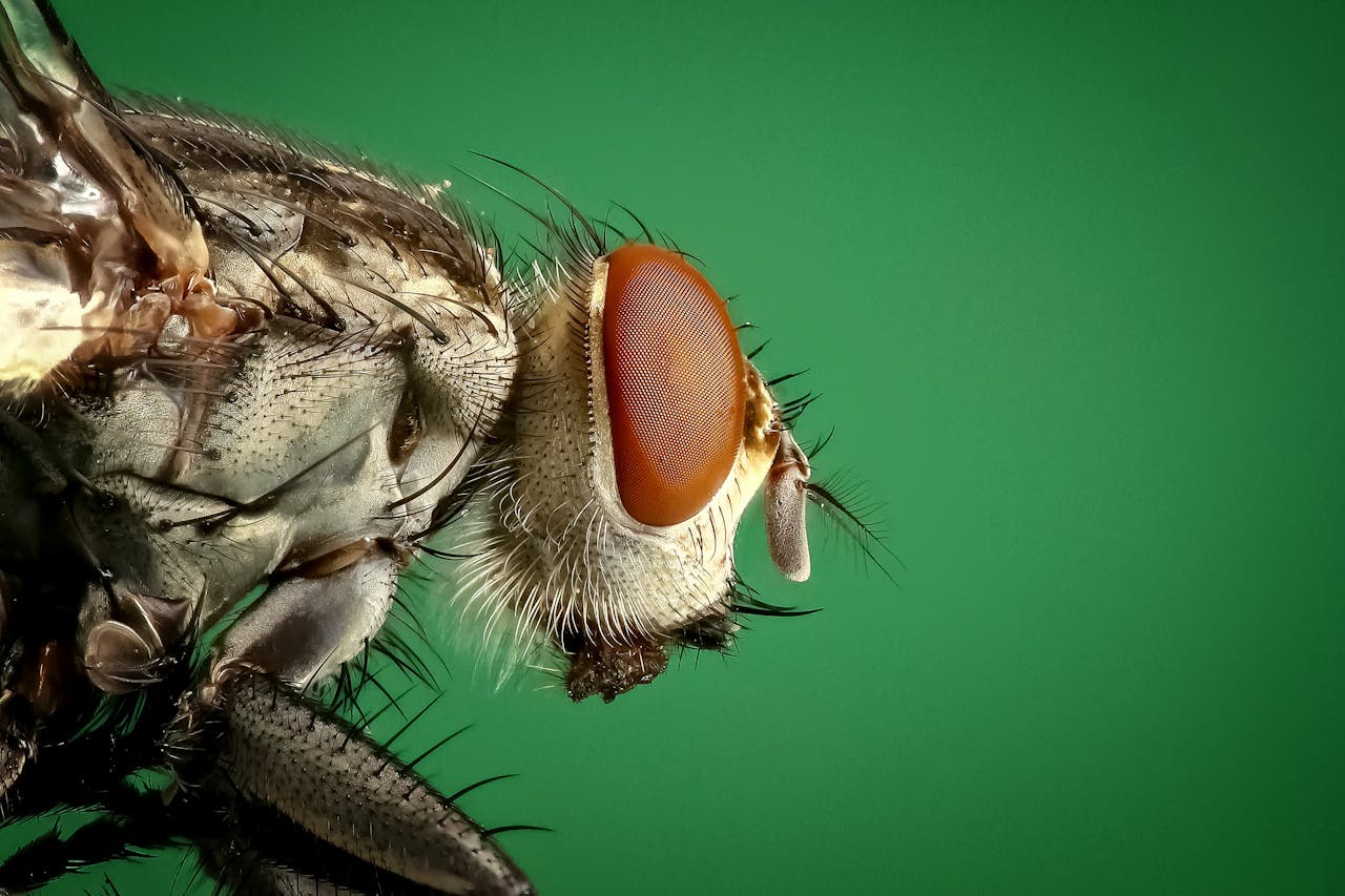 Services Detailed macro image of a housefly showing its compound eyes and intricate body structure.