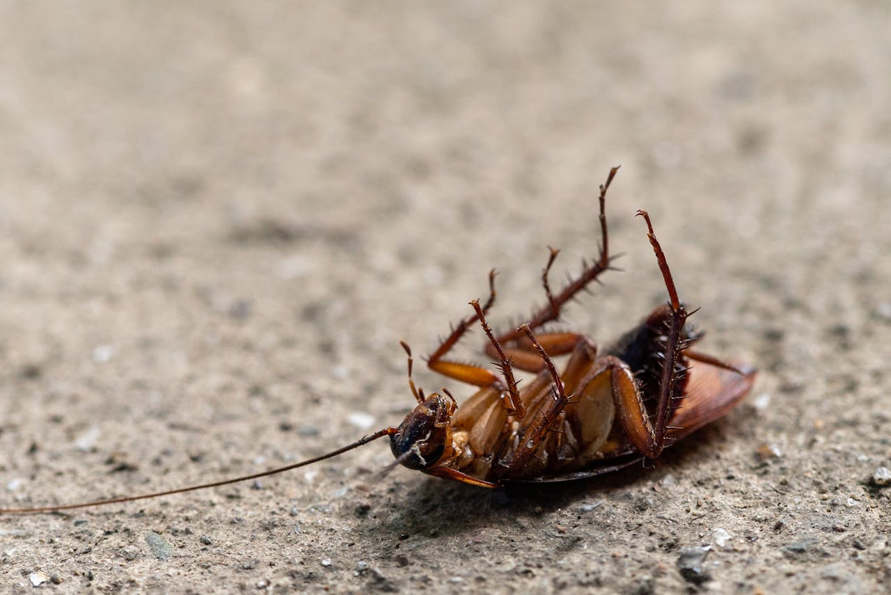 The Art of Drawing Readers In: Your attractive post title goes here Close-up image of a dead cockroach on a textured surface, showcasing insect detail.