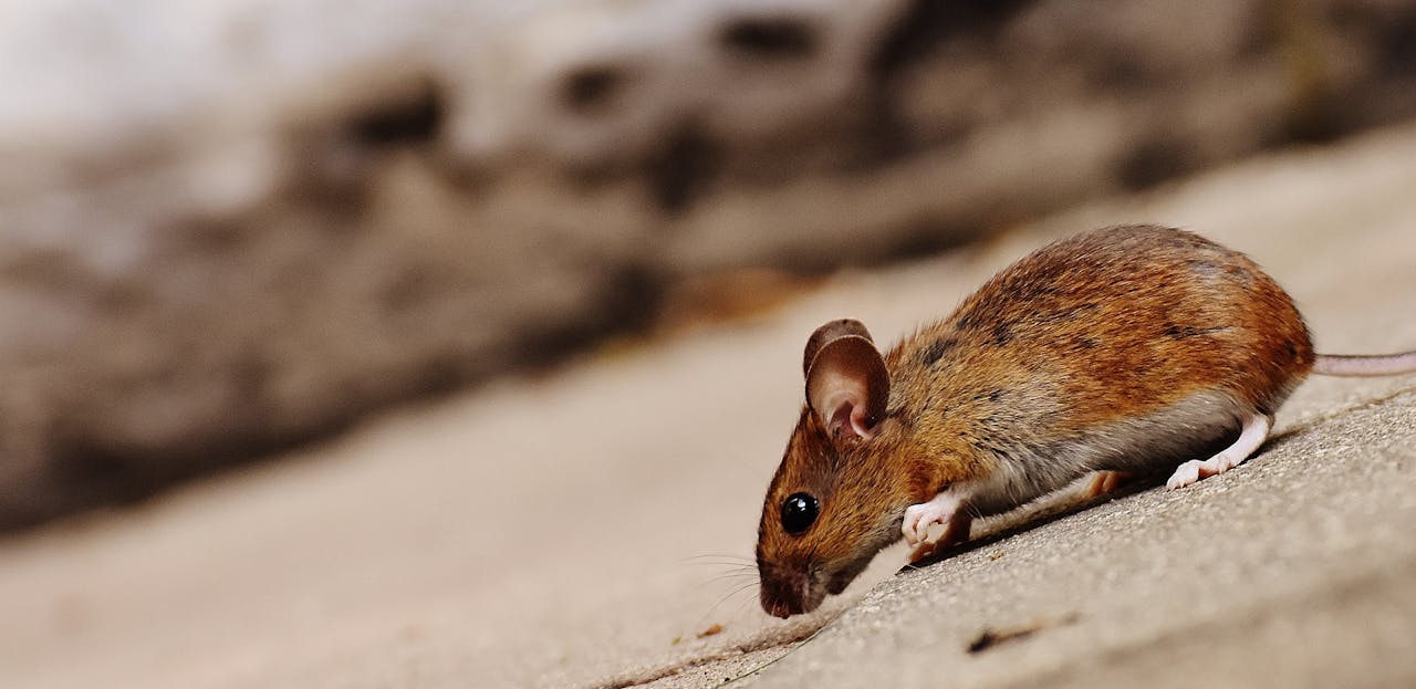 Services High-quality close-up image of a brown rodent, showcasing its texture and environment.