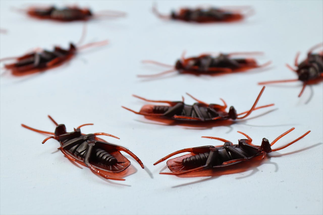 Crafting Captivating Headlines: Your awesome post title goes here Detailed macro image of several dead cockroaches scattered on a white surface, depicting pest control.